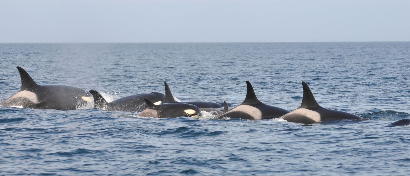 Orca varándose en Punta Norte