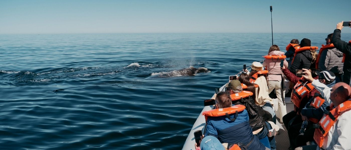 Ballena franca austral en el Golfo Nuevo
