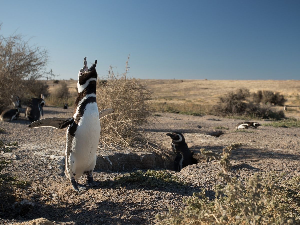 Medio millón de pingüinos · Punta Tombo
