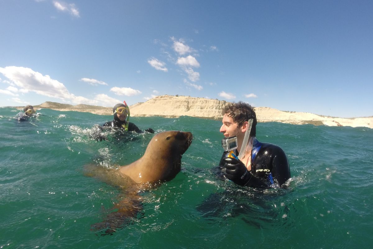 Lobos marinos · Puerto Madryn