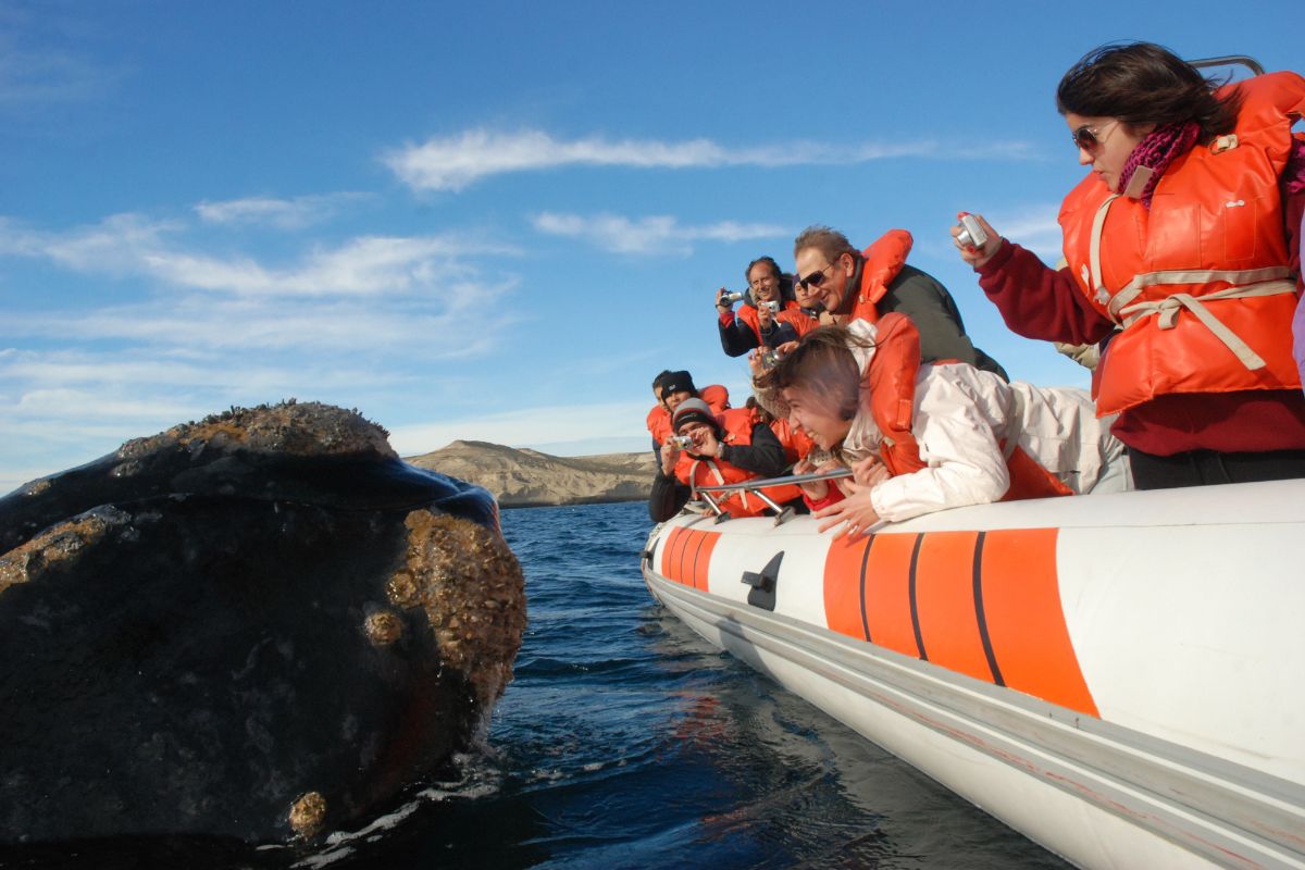 Avistaje embarcado · Puerto Pirámides