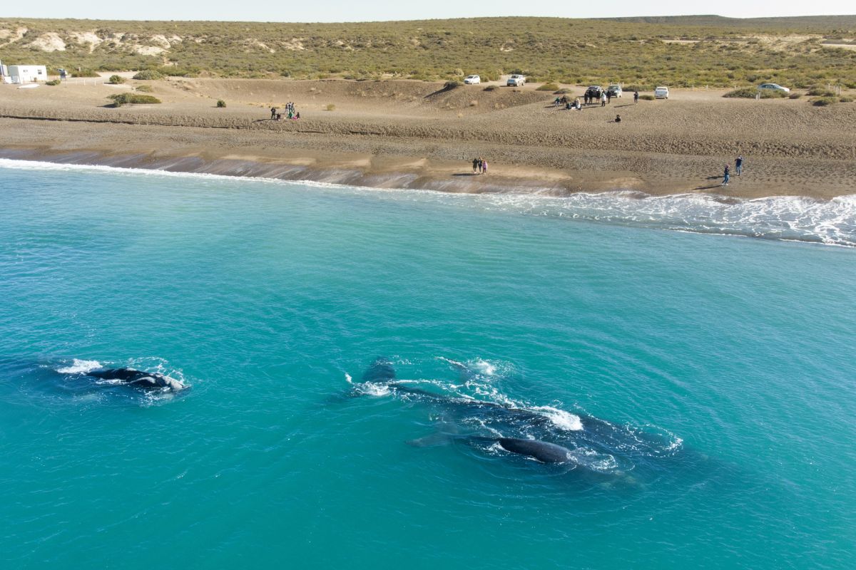 Ballenas desde la orilla · El Doradillo