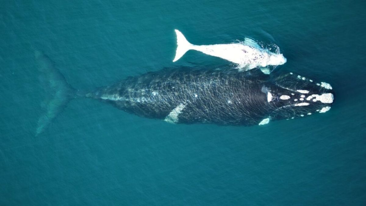 Ballena con cría · Golfo Nuevo