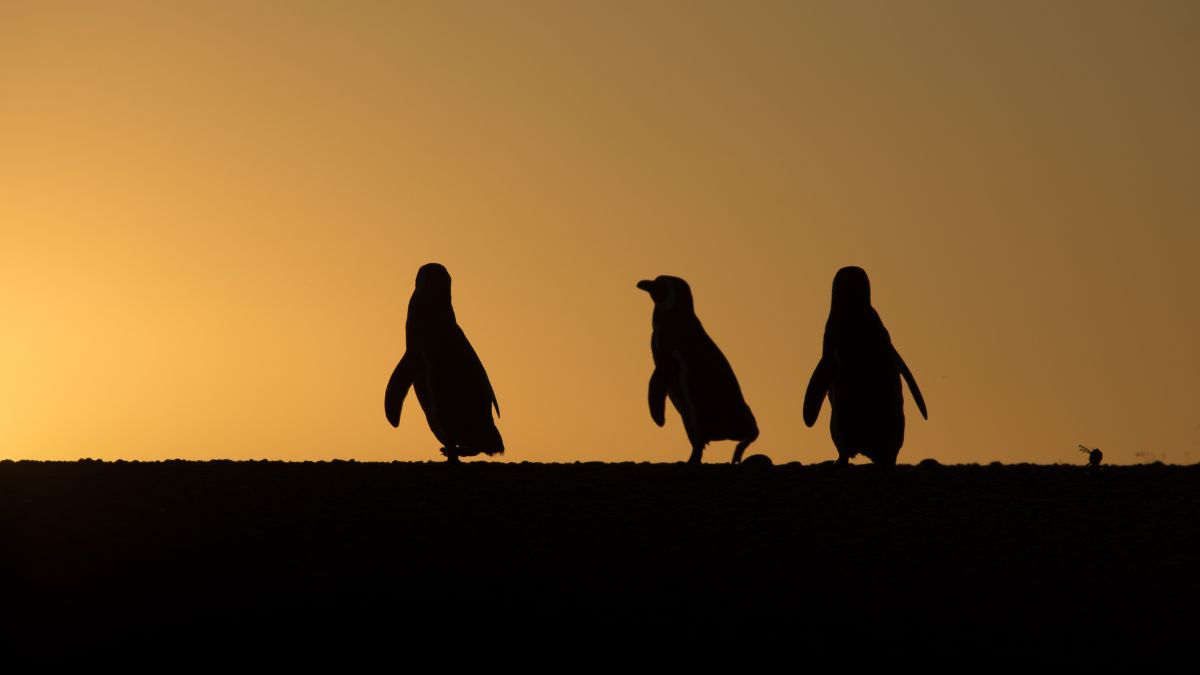 Vuelven los pingüinos · Punta Tombo