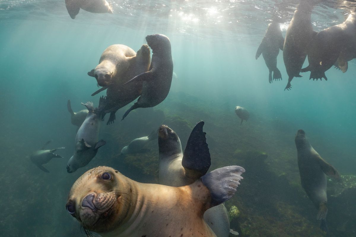 Snorkel con lobos · Puerto Madryn