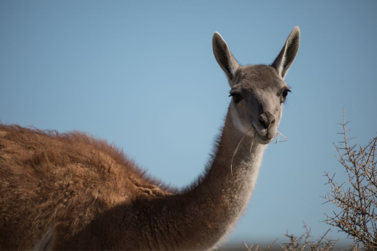Guanacos a contraluz · la estepa