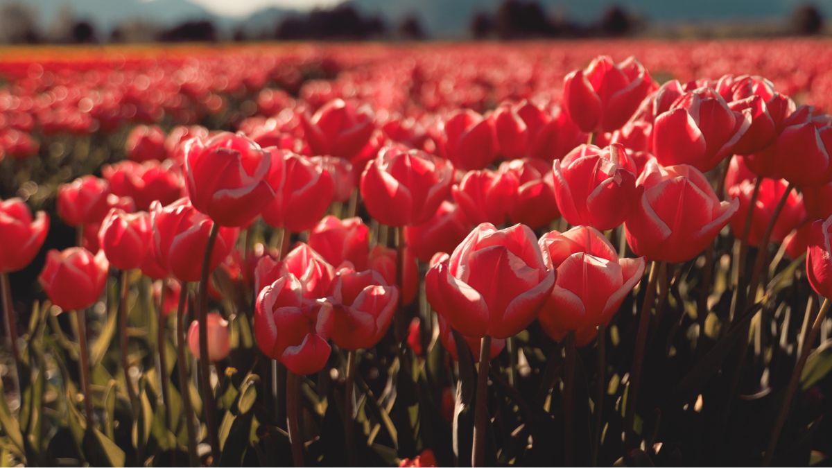 Tulipanes · 7:30 sin viento