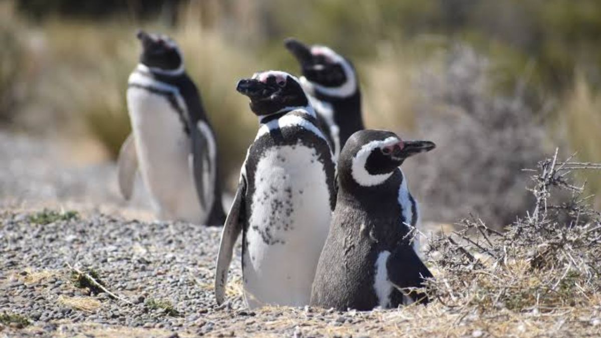 Pingüinos a ras del suelo
