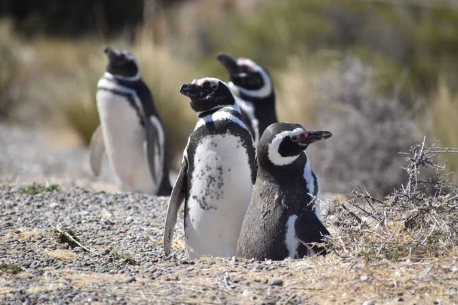 Punta Tombo, la gran colonia de pingüinos
