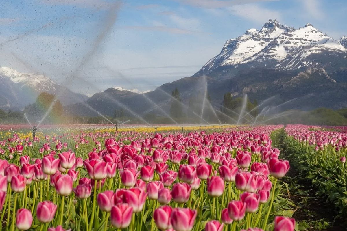 Campos de tulipanes en Trevelin — Esquel & Trevelin, Patagonia